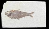 Bargain Knightia Fossil Fish - Wyoming #39663-1